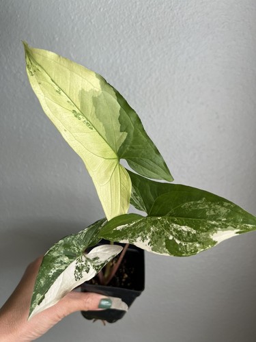 Syngonium albo highly - albo,