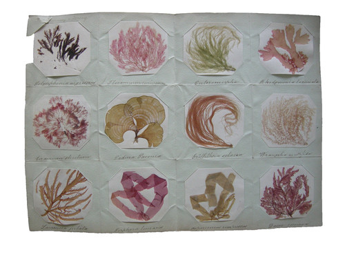 Herbarium with algae - with,