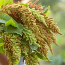 Bronze/Grüner Fuchsschwanz