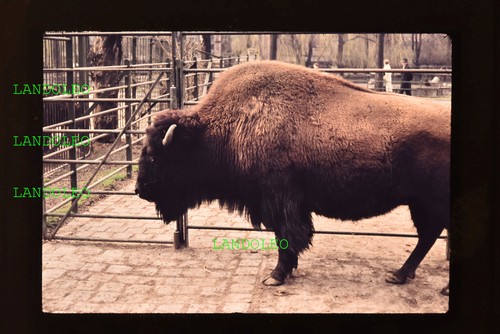 Dia leipzig 1961 - 1961, bison