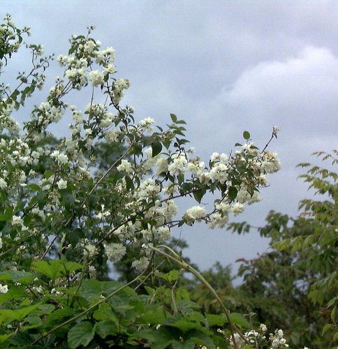Gartenjasmin pearls perfume - of,