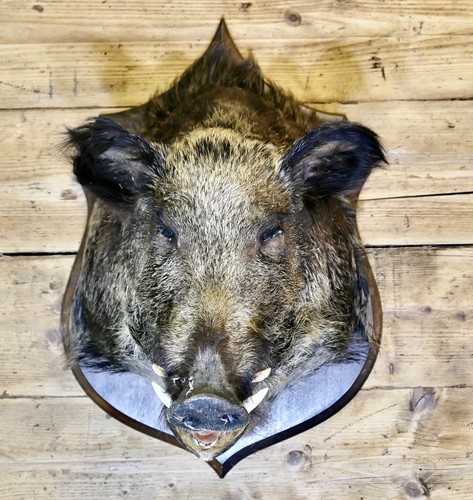 Französischer wildschweinkopf - französischer,