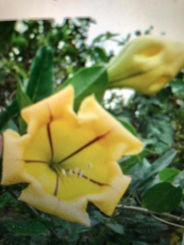 Goldkelch-Solandra