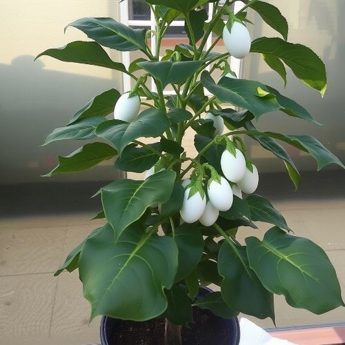 Echter eierbaum exotische - echter,