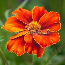 Tagetes BURNING EMBERS