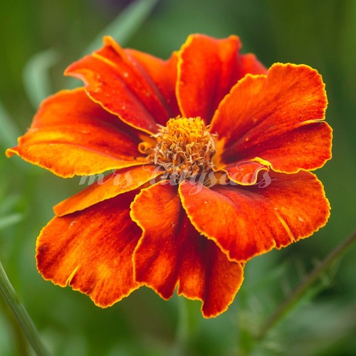 Tagetes burning embers - burning,