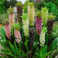 Sale120 Eucomis Mix Ananaslilie Exotische Pflanzen 10 Samen