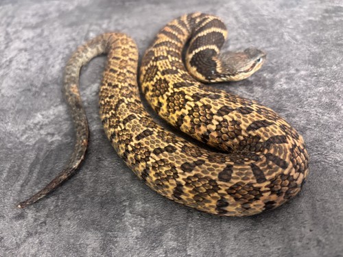 Macropisthodon rudis sehr