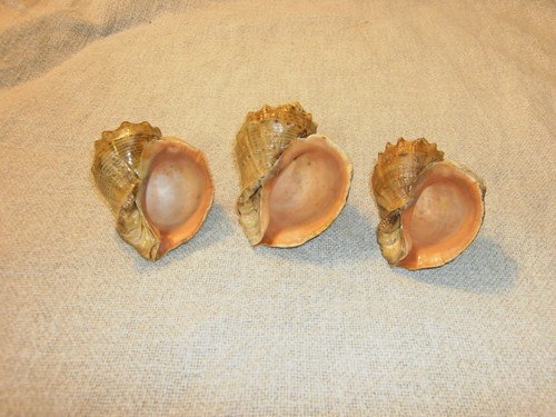 Rapana rapiformis 11 - rapana,