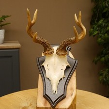 Rehbock abnormes Reh Bock