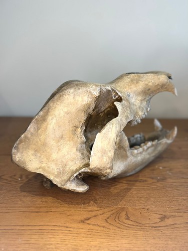 Cave bear skull - 1:1,