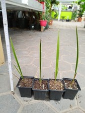 Jubaea chilensis 30–50cm Chilenische Honigpalme winterhart Palme 1-2jähr Pflanze