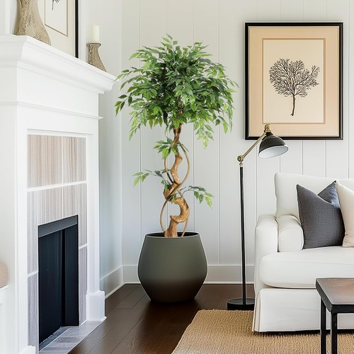 120 180cm ficusbaum - 120-180cm,