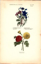 Antike Handkolorierte Lithographie Grafik 19 Jh. Pflanzen, Blumen