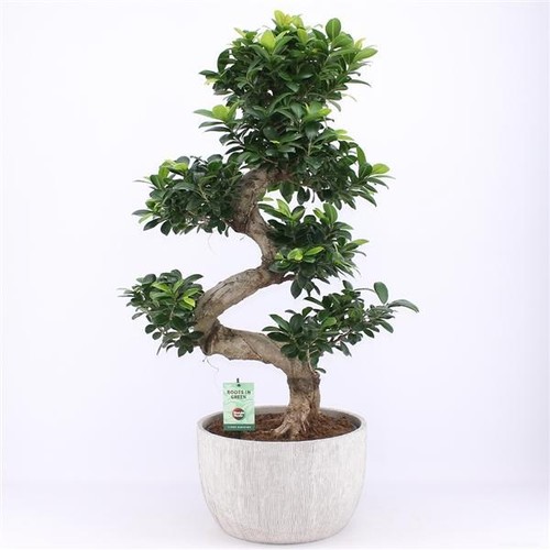 Bonsai ficus microcarpa - bonsai,