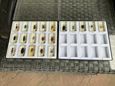 20 Echte Insekten Präparate