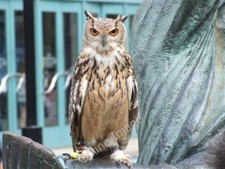 Foto 6x4 Taubenbekämpfung