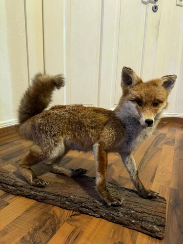Fuchs präparat - fuchs,