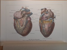 Abbildung Medizin  Anatomie