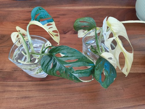 Monstera adansonii variegata - adansonii,