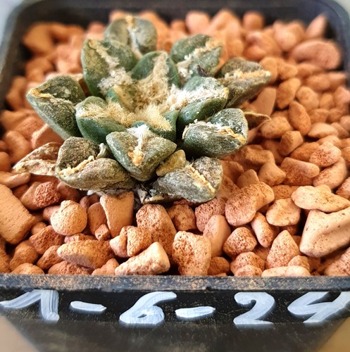 Ariocarpus kotschoubeyanus - ,