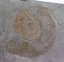 Ammonit, Harpoceras falcifer, Jura, Toarc, Holzmaden, Deutschland -m286