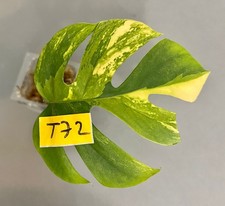 Rhaphidophora Tetrasperma AUREA YELLOW MARILYN - Monstera Minima - T72