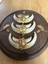 Wildschwein Hauer/Zähne auf