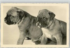 10007038 - Boxer-Welpen Boxer / Bulldogge 1956