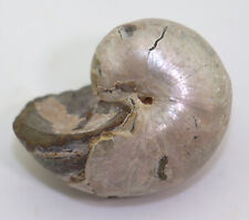 Nautilus, Cymatoceras sp., Kreide, Alb, Mahajanga Madagaskar -L161