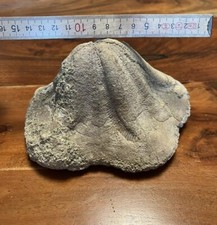 Seeigel, Clypeaster, gross, verm. Kreta, Fossil