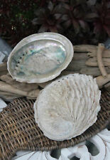 Deko Muschel * Abalone Shell natur * 12 -14 cm  o.  9-12 cm * maritime Deko 