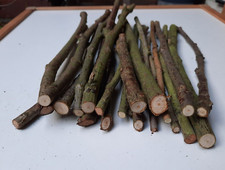 20x Zweige Kirsche • trocken