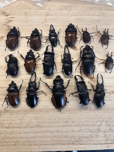 Konvolut verschiedener käfer - konvolut,