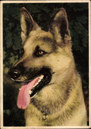 Der deutsche schäferhund - ak,