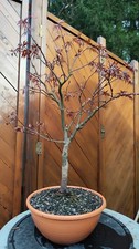 Acer  palmatum  " Bloodgood "-