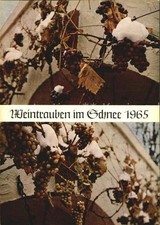 Wein Weintrauben im Schnee 1965 Weinstube Kaesbuero Seebach