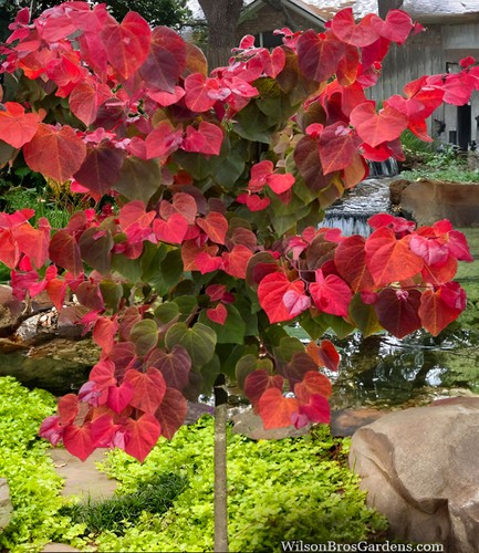 Baldur garten cercis hearts - baldur,