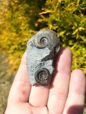 HARPOCERAS Sp DAC GRACILE AMMONIT WHITBY YORKSHIRE UK DINOSAURIER FOSSILs