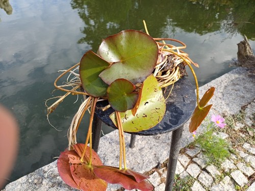 Nymphaea colossea - nymphaea, 'colossea'