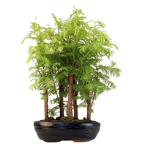 Metasequoia wald bonsai - wald,