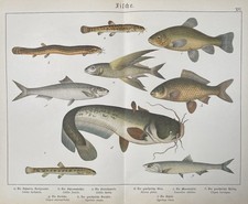 antike Grafik Fauna: Fische