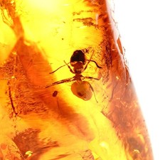 Echter Baltischer Bernstein