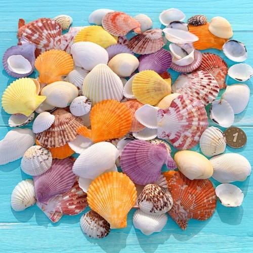 Natürlich mix shell muschel - mix,
