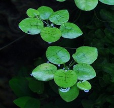 Froschbiss Limnobium laevigatum 1-2-GROW! | Schwimmpflanze In-Vitro Aquarium