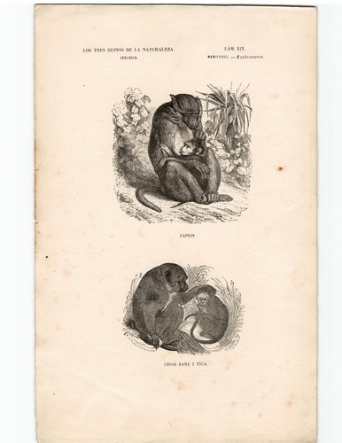Antike lithographie grafik - antike, 19