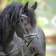 % Kavalkade Trense Juliana