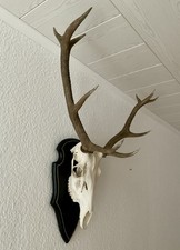 Hirschgeweih 10-Ender