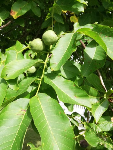 Frische walnüsse - kg, _frische