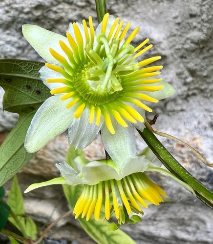 Passiflora biflora samen - samen,